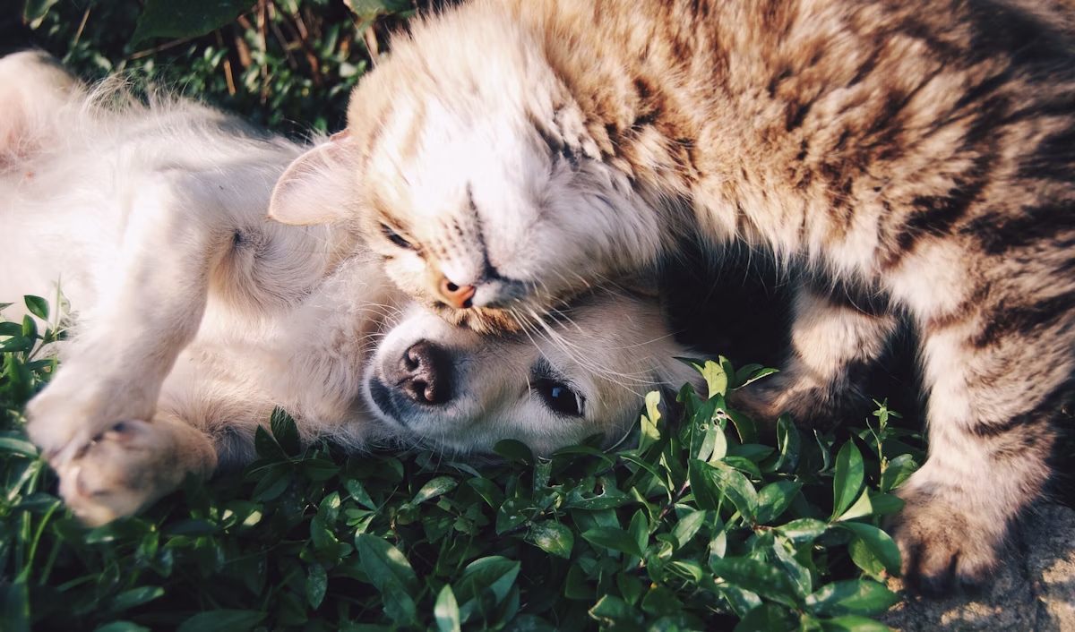 Dog and cat — Michigan pet insurance